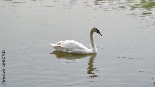 elegant white swans swimming together in a row on a calm pond under the gentle shadow of overhanging tree branches.