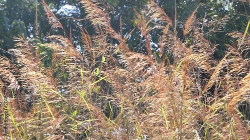 Golden wild reed grass blowing gently in the wind against a blurry background of green forest trees under bright daytime sunlight.