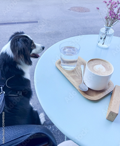 Australian shepherd and latte at outdoor cafe table with flowers