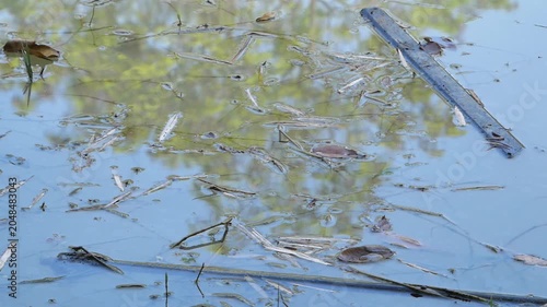 Stagnant natural pond surface filled with floating dry leaves, twigs, and a soft reflection of surrounding green trees.