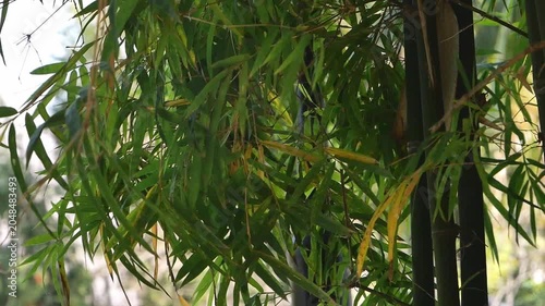 Green bamboo leaves and branches swaying gently in the breeze, providing a calm, zen, and peaceful nature concept.