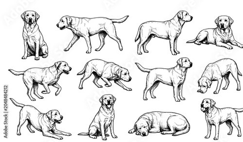 фотографія Vintage Labrador Retriever Dog Sketch Collection in Multiple Poses Vector Art