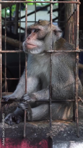 Close-up view of a primate behind metal bars, gazing with deep thought, showcasing detailed fur and facial features, conveying captivity