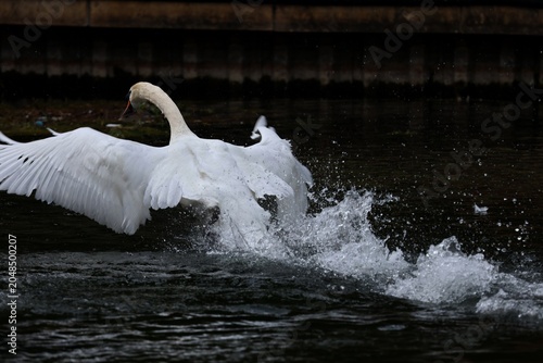 Tableau sur toile Mute Swan defending his family on the river close up - chasing off ducks in the