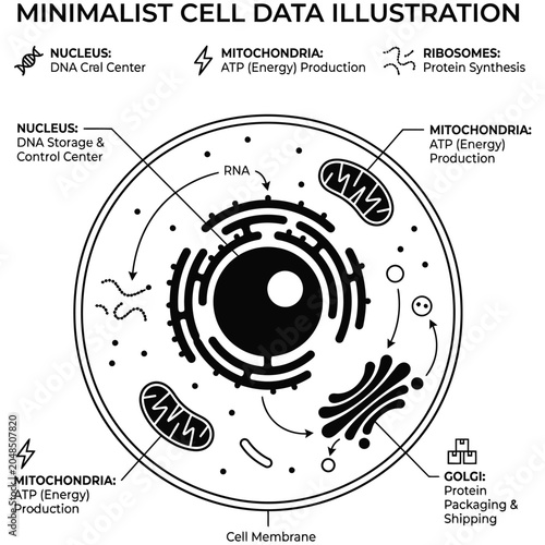 Minimalist cell anatomy diagram with organelle functions organelle ribosome