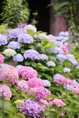 梅雨の水色とピンクのアジサイの花 縦