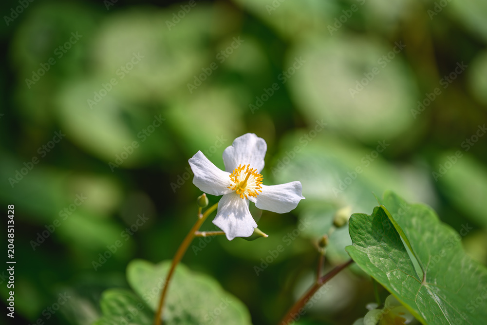 Fototapeta premium Close Up of a White Saururus Chinensis Flower in Bloom