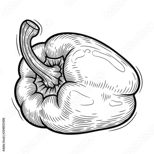 Bell Pepper Vegetable Hand Drawn Engraving Style Isolated on White Background for Menu Design