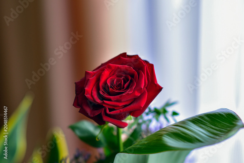 red rose in a vase on the table