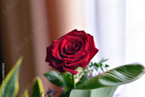 red rose in a vase on the table
