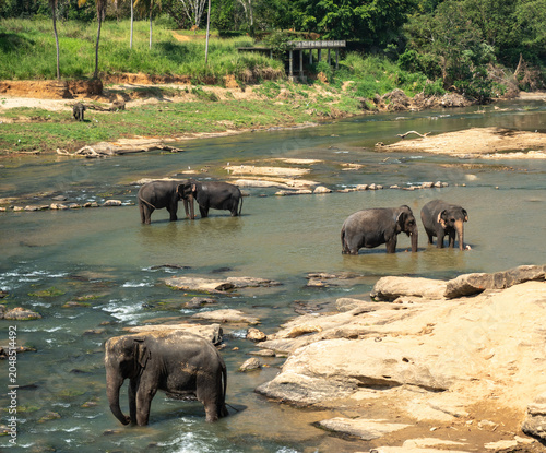 Photography A herd of Asian elephants at a watering hole
