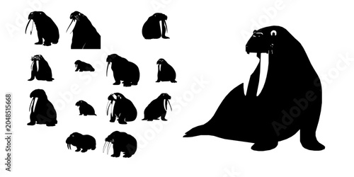 Photos Walrus Silhouette Icon