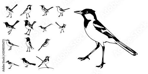Fotografía Wagtail Bird Icon
