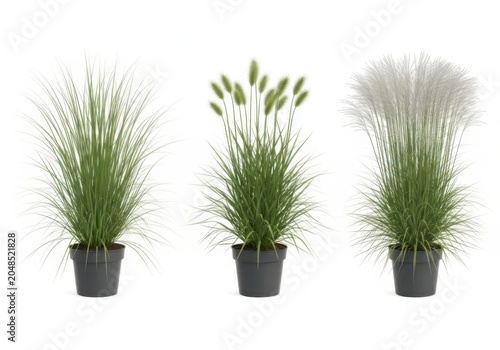 Three green decorative ornamental grass plants isolated on white background