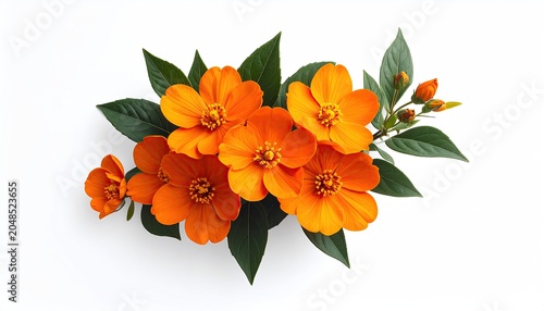 Cluster of vibrant orange blooms and green leaves against white