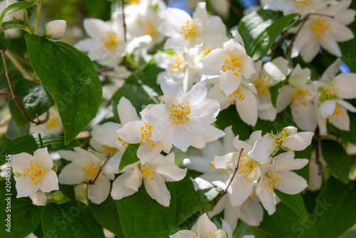 Beautiful blooming mock ora...