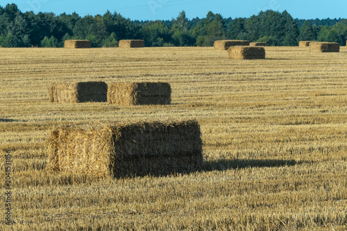 Bild auf Leinwand Golden hay field with large square bales in countryside during warm sunny evening
