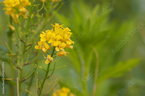 植物　小花　自然　Flowers, small flowers, wildflowers,