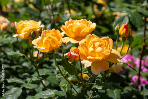 Vibrant blooming Pat Austin...