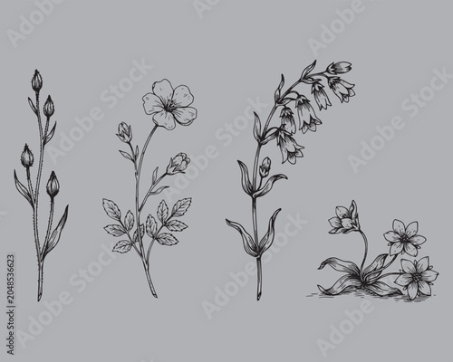 Vintage Wildflower Botanical Sketch Illustration Set