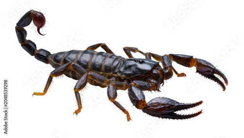 Schilderij op canvas Isolated powerful black scorpion with armored body, large pincers, and venomous