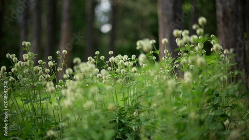 White clover flowers blooming in meadow grass with swirly bokeh