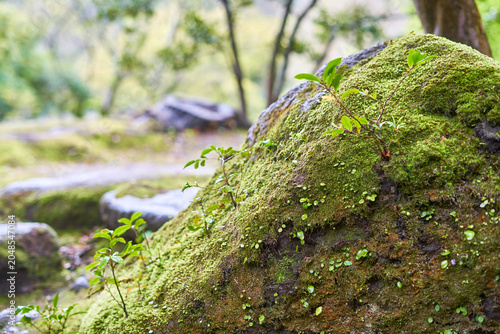 A close-up photograph of a moss-covered rock in a lush Japanese garden setting. The foreground features a large boulder blanketed with vibrant green moss and small sprouting plants with delicate