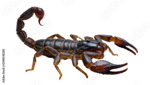 Foto Isolated dark scorpion with powerful claws and curled venomous stinger on its ta