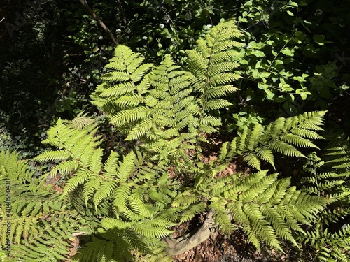 Slika na platnu Golden tree fern (Dicksonia fibrosa), Woolly tree fern, Goldener Baumfarn, Filzi