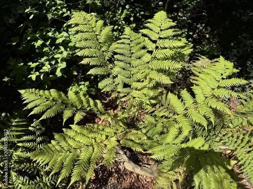 Fotografia Golden tree fern (Dicksonia fibrosa), Woolly tree fern, Goldener Baumfarn, Filzi