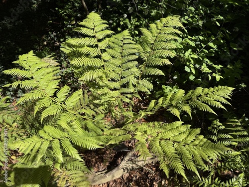 Fotografija Golden tree fern (Dicksonia fibrosa), Woolly tree fern, Goldener Baumfarn, Filzi