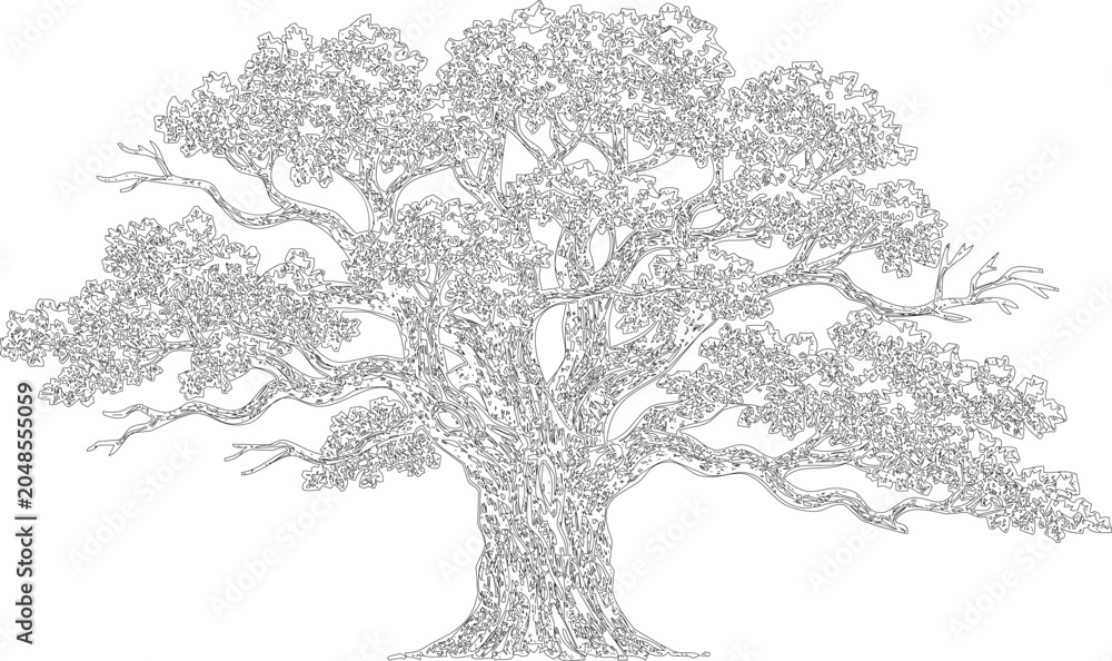 Fototapeta premium Detailed outline of large ancient oak tree with sprawling branches and dense leafy canopy on transparent background.