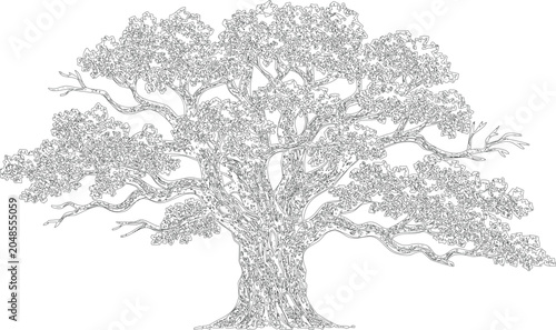 Photography Detailed outline of large ancient oak tree with sprawling branches and dense leafy canopy on transparent background