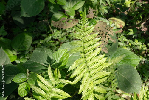 Foto Bright green fern frond growing in a lush forest undergrowth