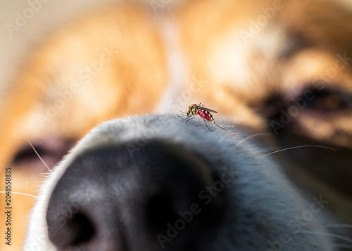 close-up insect mosquito drinking blood on dog's nose