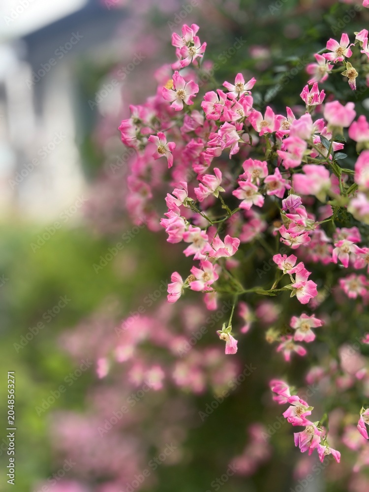 Fototapeta premium pink and white flowers