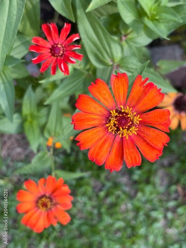 Принти на полотні Top-down close-up of vibrant orange Zinnia flowers blooming in a lush green gard