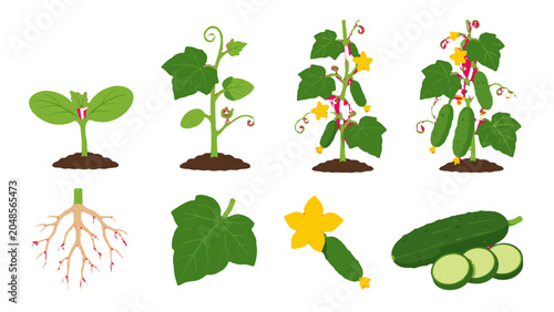 Schilderij op canvas Cucumber plant growth stages with roots leaves flowers and fruit