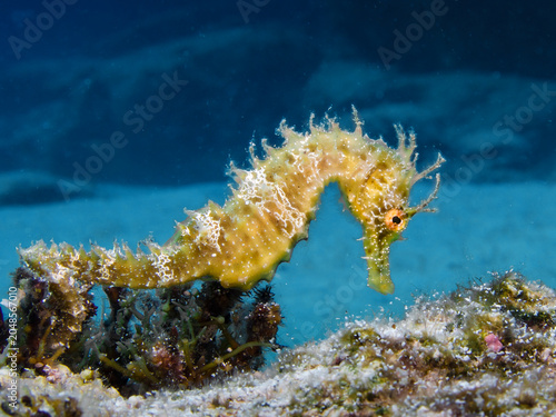 Foto Seahorse Hippocampus guttulatus from Cyprus