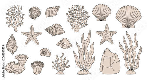 Collection of hand drawn sketches representing various marine life including seashells starfish coral seaweed and underwater rocks.