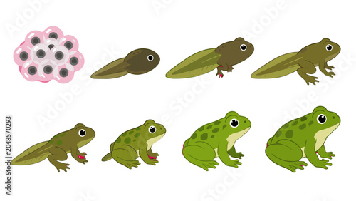 Φωτογραφία Frog life cycle stages from eggs to adult cartoon vector