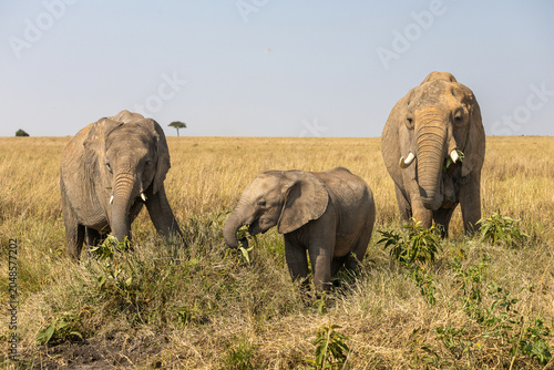 Vászonkép Family of three African Elephants captured in Masai Mara National Park,