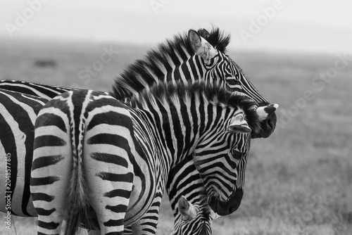 Photography black and white image of two zebra taken in ngorogoro crater in tanzania