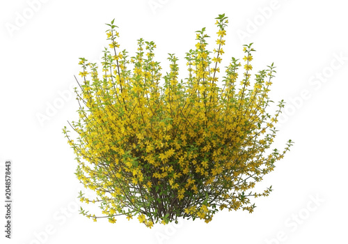Forsythia bush with vibrant yellow springtime blossoms against a diffused natural light