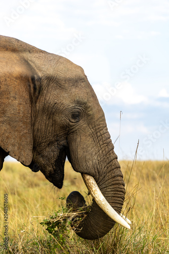 Photography close up of a large elephant in the masai mara