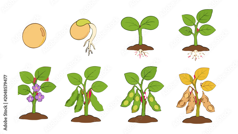 Fototapeta premium Soybean plant growth stages from seed to mature pods vector