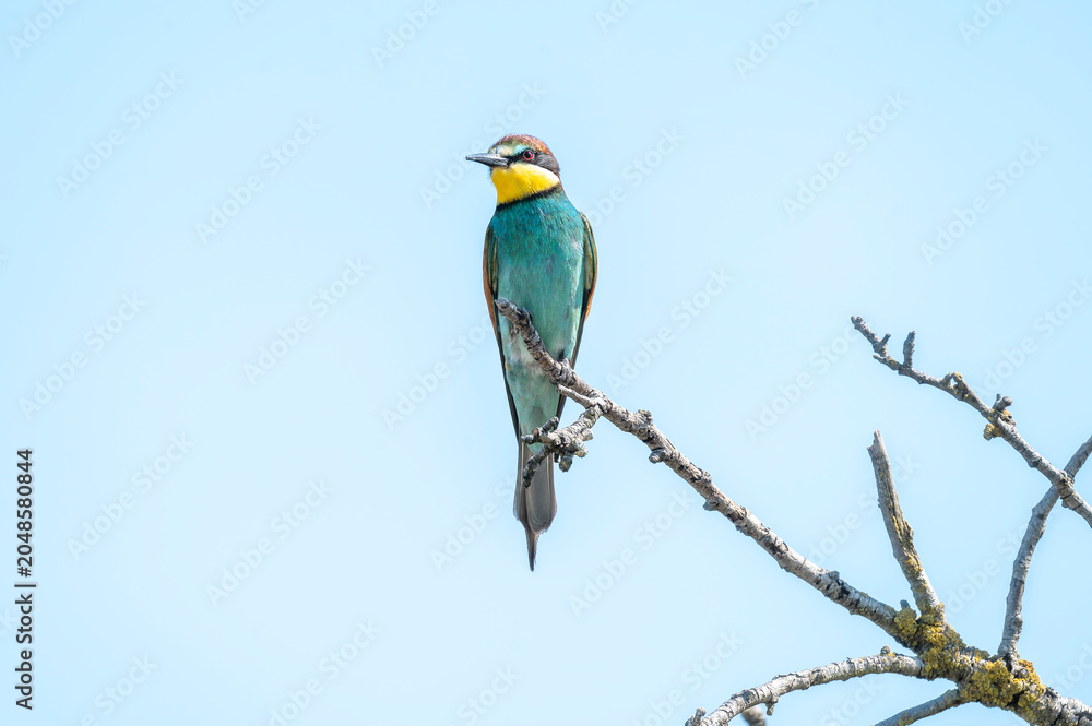 Fototapeta premium European bee-eater perched on a bare wooden branch against a soft, blurry blue background.