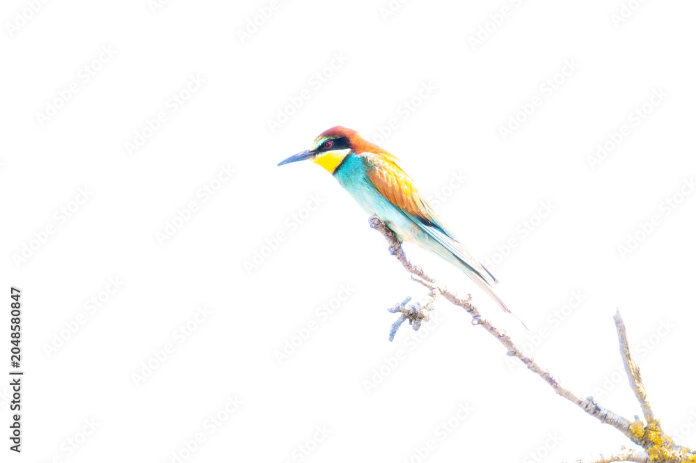 Fototapeta premium European bee-eater perched on a bare wooden branch against a soft, blurry blue background.