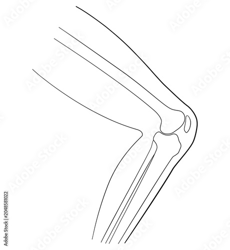 Fotografija Knee joint anatomy illustration in line art style