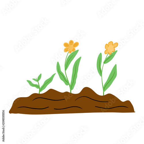 Plant Growth Stages Seedling, Blooming Flowers in Soil
